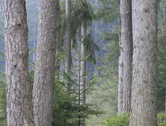 Miškininkai ir miško savininkai: Nebijokime miškininkų