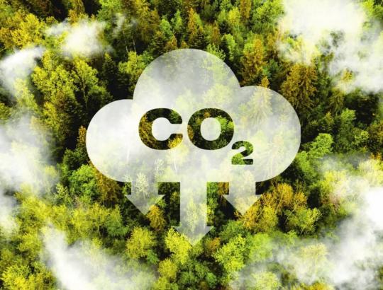 Ecobase gavo tarptautinę Verra akreditaciją CO2 kreditams įveisiant miškus