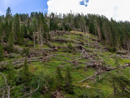 Reikšmingas stichinių nelaimių padidėjimas Europos miškuose nuo 1950