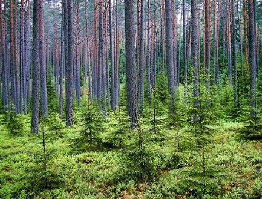 dr. Artūras Gedminas: Kaip po miško tvarkymo darbų atsigauna ekosistema