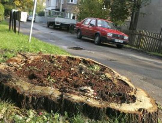 Legaliai mieste pjaunami medžiai duoda peno emocijoms apie skriaudžiamą gamtą 