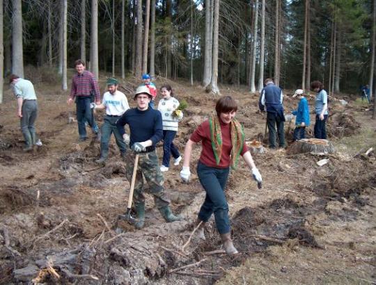 MSK „Aukštaitijos šilas“ praturtino Lietuvos miškus puse milijono sodmenų