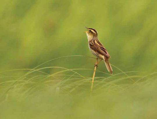 Lietuvos laukinės gamtos fotografijų konkurso „Gintarinis žaltys 2012“ 