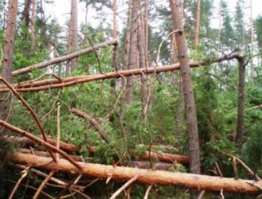 Šalčininkų raj. savivaldybė apribojo lankymąsi audros suniokotuos miškuosee