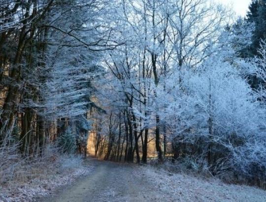 Latvijos miškų savininkai įvardino konfliktų saugomose teritorijose priežastis