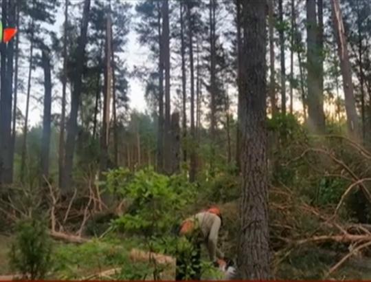 LNK "Žinios" 2016-07-03: Dzūkijoje po praūžusios audros padariniai miškuose paskelbti stichine nelaime