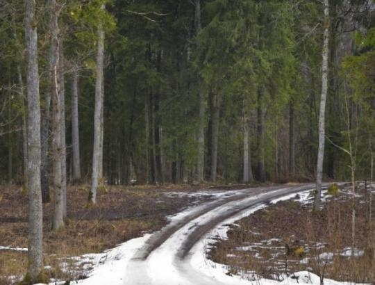 AM pateikė išaiškinimą, kokį kelią galima laikyti miško keliu