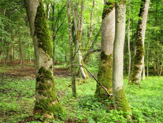 VMT: Pradedama pakartotinė kertinių miško buveinių inventorizacija Lietuvoje 