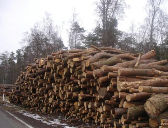 Kuršių nerijos NP vykdomi kirtimai tikslu išsaugoti gamtinę įvairovę 