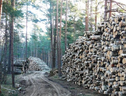 Įvyko 2017 m. II pusmečio medienos pirkimo aukcionai urėdijose