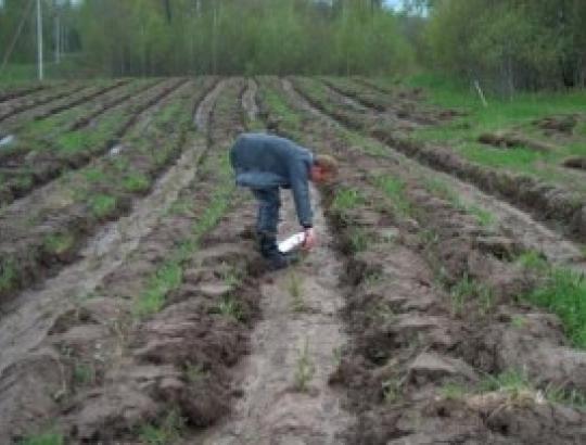 Prasidėjo pasėlių ir įveistų miškų deklaravimas