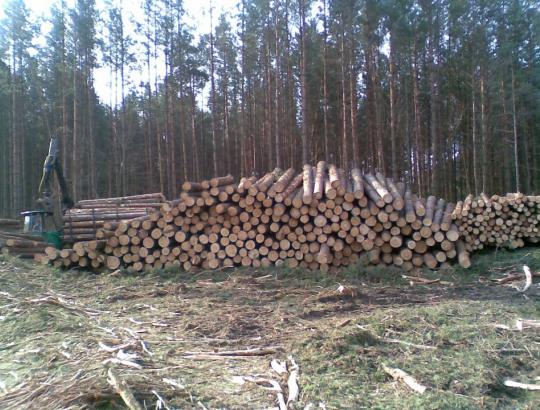 Tyrė medienos išteklių Lietuvoje panaudojimo galimus scenarijus