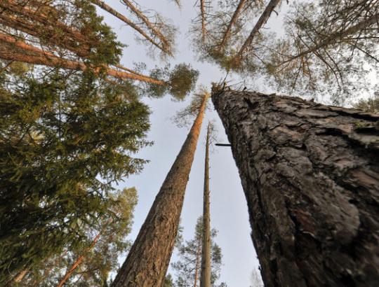 Keičiasi stambiausių bendrovių- miškų savininkių akcininkai Lietuvoje ir Latvijoje