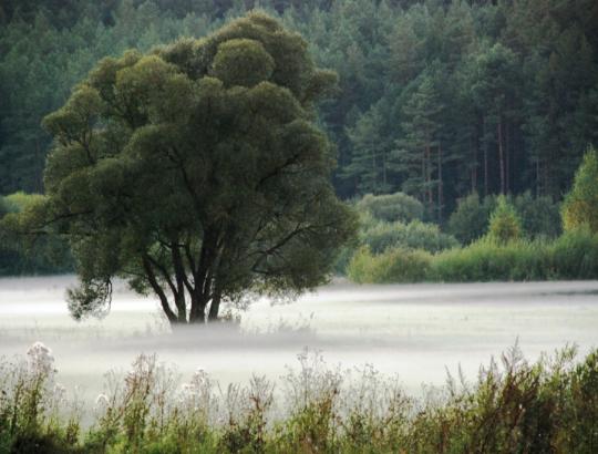 Savivaldybės nenori mokėti piniginių kompensacijų už miško žemės pavertimą kitomis naudmenomis