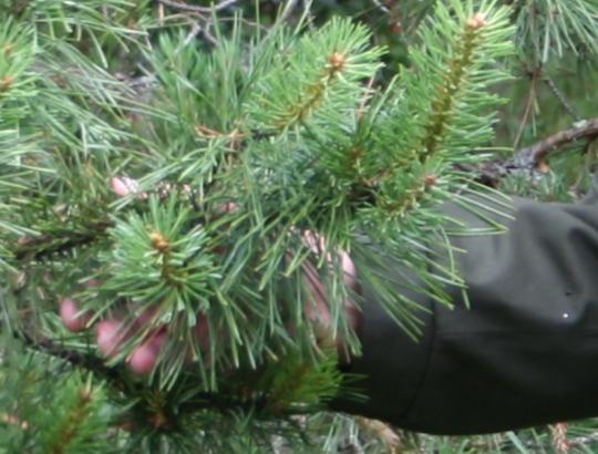 Valstybinė miškų tarnyba pakomentavo derybas ES dėl klimato kaitos priemonių įgyvendinimo ir jų galimo poveikio  miškų ūkiui Lietuvoje