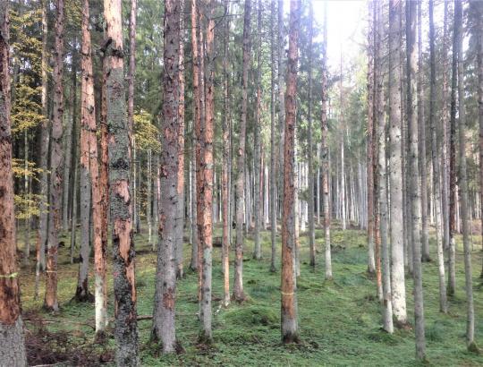 ✅ Mokslininkų nuomonė – plėsti rezervatą Punios šile netikslinga 