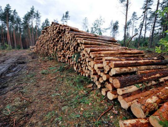 Valstybiniuose miškuose sugriežtinus iškertamos medienos kontrolę- apčiuopamas išeigos padidėjimas