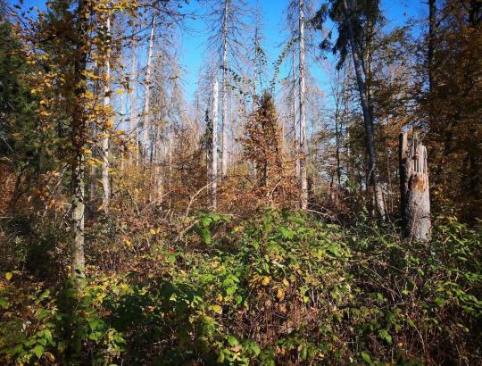 K.Sventickas: Turime teisę žinoti visą tiesą kas laukia Punios šilo