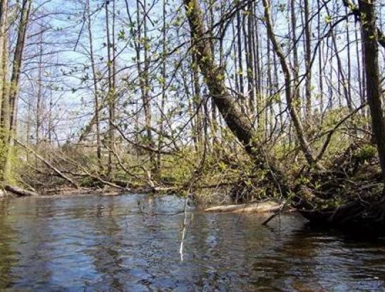 Latvijoje supaprastinta miškų eksploatacija  šalia vandens telkinių esančiuose miškuose