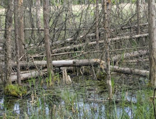 Gamtosaugininkai apšaukė Suomiją ir Švediją blogiausiai ūkininkaujančiomis miškuose valstybėmis pasaulyje 