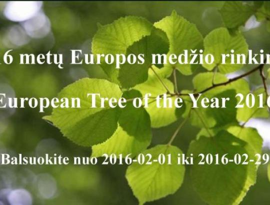 Pradedame rinkti 2016 metų Europos medį 