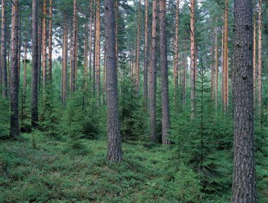 Sveikinimas Miškininko dienos proga!