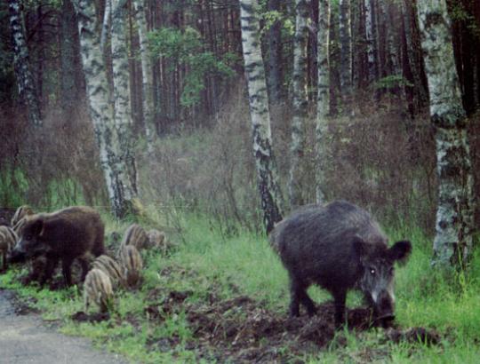 VMVT: Gyventojams padedant, šią savaitę rastos 35 šernų gaišenos