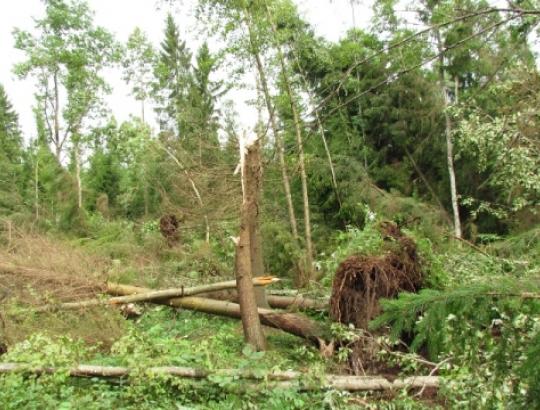 Įsisiautėjęs viesulas-tornadas niokojo miškus ir kitą turtą